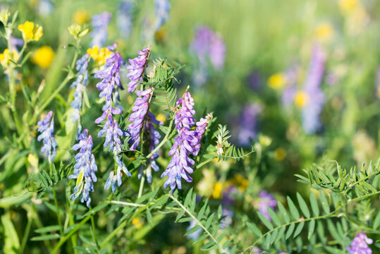 hairy vetch, 
Vicia villosa flowers closeup selective focus