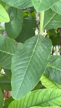 Close up of vibrant green fresh guava leaves on a tree branch
