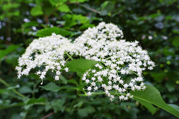 Obraz premium Wild elderberry white flowers blooming in the dark green forest.