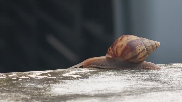 Garden Snail Crawling on a Wooden Surface Against Black Background