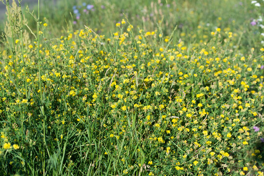 yellow lucerne, 
Medicago falcata flowers closeup selective focus
