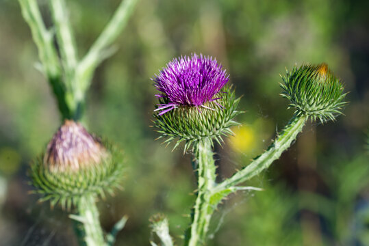 Onopordum acanthium, cotton thistle flowers closeup selective focus