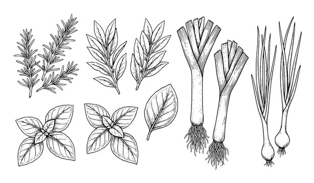 Hand Drawn Culinary Herb Collection with Rosemary Basil Mint Leek Chives and Fresh Leaves Vector