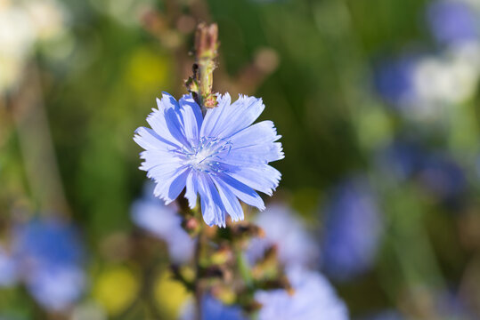 Common chicory, Cichorium intybus blue flower closeup selective focus