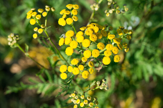 Common Tansy, Tanacetum vulgare flowers closeup selective focus