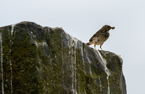 Meadow Pipit with Insect Prey on Volcanic Rock Iceland