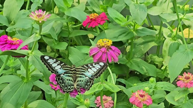 Close-up of a beautiful butterfly spreading its wings and feeding on nectar from pink zinnia flowers in a lush garden.