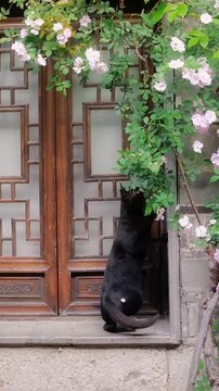 Black cat sitting by wooden door with pink flowers