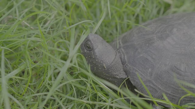 head, eye, and textured skin of a European pond turtle as it blinks and sits quietly amidst thick green blades of grass.