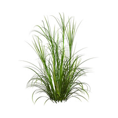Fototapeta premium Green grass on transparent background. Grass png. Grass cut out cutout. Nature tall meadow grass. 