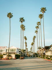Fototapeta premium Tall palm trees in Corona Del Mar, Newport Beach, California