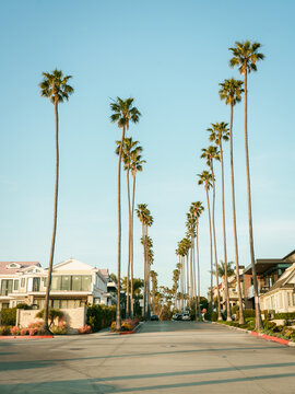 Tall palm trees in Corona Del Mar, Newport Beach, California
