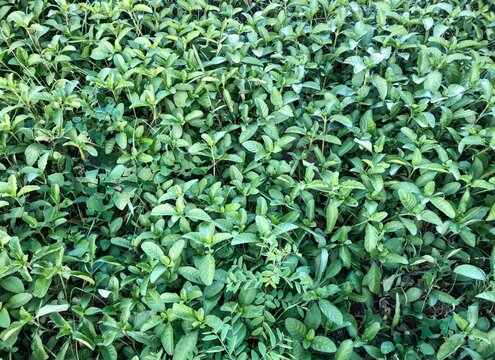Dense Green Ground Cover Plants Forming Natural Background