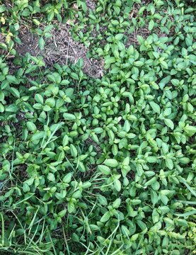 Green Ground Cover Plants Growing in Natural Habitat