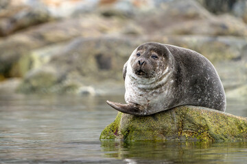 Ringed seal in Svalbard © Alberto