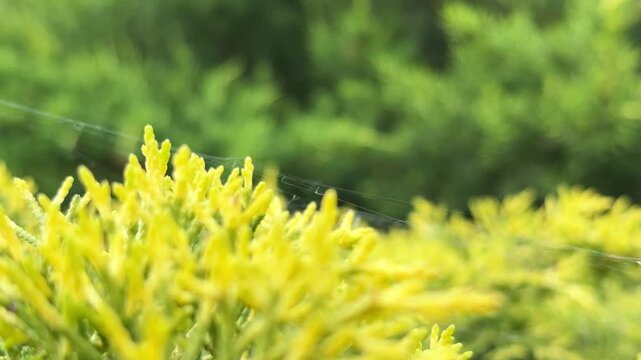 Yellow juniper branches with spiderweb in forest, close-up macro detail of evergreen needles