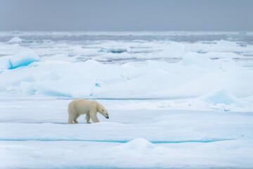 Polar bear in Svalbard © Alberto