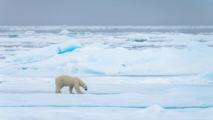 Polar bear in Svalbard © Alberto