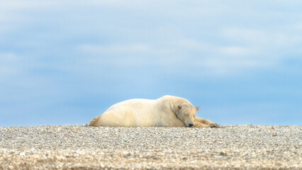 Polar bear in Svalbard © Alberto
