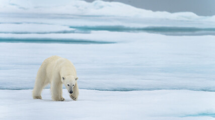 Polar bear in Svalbard © Alberto