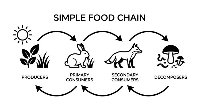 Simple Food Chain Diagram: Producers, Consumers, Decomposers - Ecosystem Flow