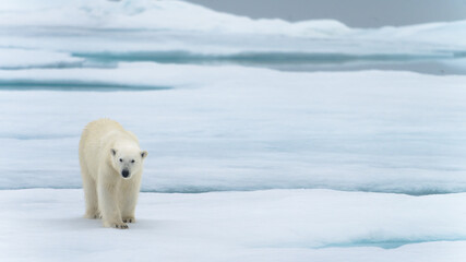 Polar bear in Svalbard © Alberto