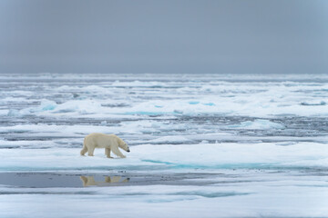 Polar bear on pack ice in Svalbard © Alberto
