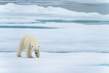 Polar bear on pack ice in Svalbard © Alberto