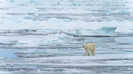 Polar bear on pack ice in Svalbard © Alberto