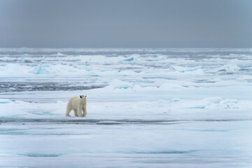 Polar bear on pack ice in Svalbard © Alberto