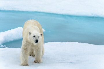 Polar bear on pack ice in Svalbard © Alberto