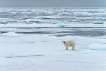 Polar bear on pack ice in Svalbard © Alberto