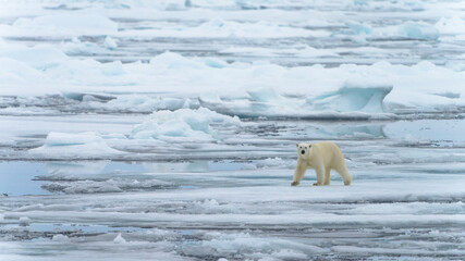 Polar bear on pack ice in Svalbard © Alberto