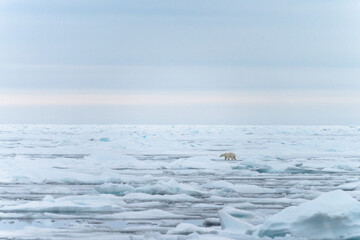 Polar bear on pack ice in Svalbard © Alberto