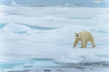 Polar bear on pack ice in Svalbard © Alberto