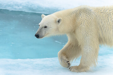 Polar bear on pack ice in Svalbard © Alberto