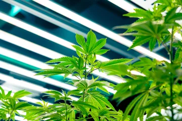 Fresh Hemp plant, Cannabis indoor agriculture plantation growing under advance technology LED lights © Quality Stock Arts