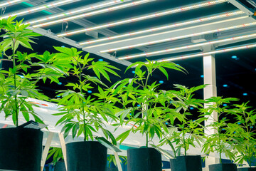 Obraz premium Fresh Hemp plant, Cannabis indoor agriculture plantation growing under advance technology LED lights