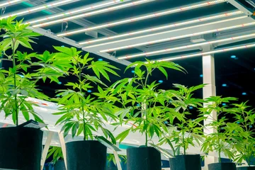Fresh Hemp plant, Cannabis indoor agriculture plantation growing under advance technology LED lights © Quality Stock Arts