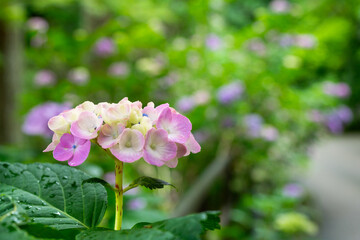 Fototapeta premium pink hydrangea flowers