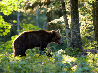 Fototapeta premium European brown bear, Ursus arctos arctos