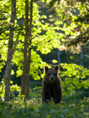 Naklejka premium European brown bear, Ursus arctos arctos