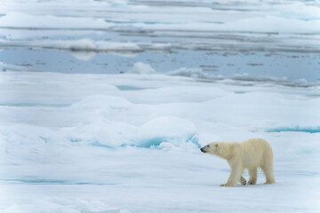 Polar bear on pack ice in Svalbard © Alberto