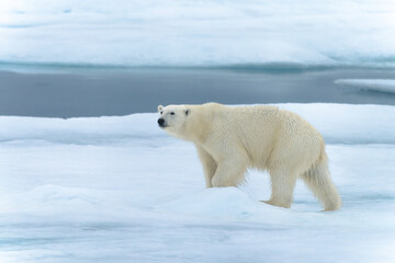 Polar bear on pack ice in Svalbard © Alberto
