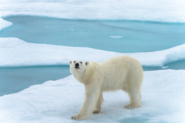 Polar bear on pack ice in Svalbard © Alberto