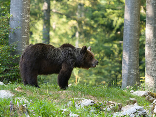 Fototapeta premium European brown bear, Ursus arctos arctos