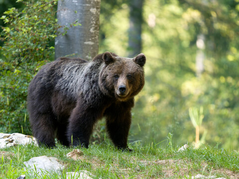 European brown bear, Ursus arctos arctos