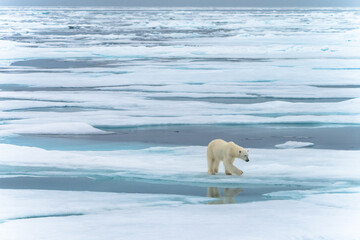 Polar bear on ice in Svalbard © Alberto