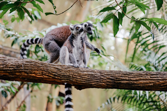 Two ring tailed lemurs resting together on tree branch in greenery.