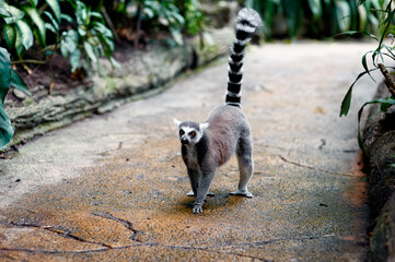 Naklejka premium Ring-tailed lemur standing on ground path, looking alert with raised striped tail in tropical zoo environment.